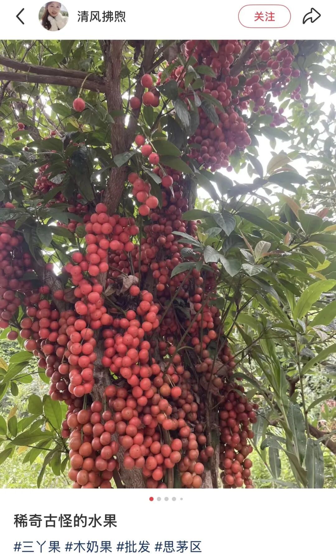 还在卷黄皮、青芒？这颗“挂在树上的宝石”才是隐藏大佬