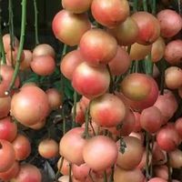 还在卷黄皮、青芒？这颗“挂在树上的宝石”才是隐藏大佬