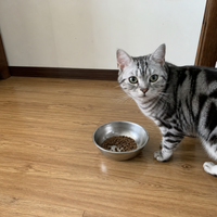 ​猫黑下巴吃什么猫粮，美短换这款烘焙粮后稳了