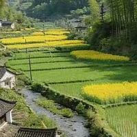 茶咖党牙黄敏感用什么牙膏好？4支平价款美白牙膏实测，温和去渍