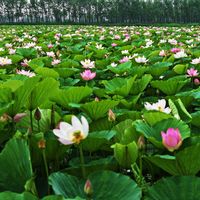 每5篇学生习作就有1篇经过AI之手，朱自清被误判“AI率超60%”：AI闯进散文世界这一年，怎么读、怎么写、怎么买