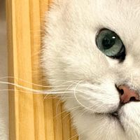 科学饮食管理守护猫咪健康