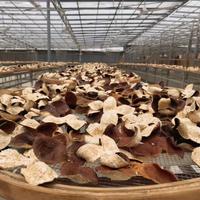 央视曝光"30天速成年皮"，地标都能贴牌：陈李济们的品牌陈皮，溢价还值不值？