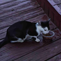 养了只奶牛猫，我怀疑自己养了个二哈