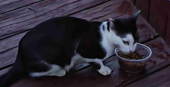养了只奶牛猫，我怀疑自己养了个二哈