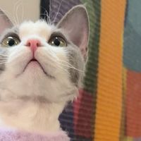 科学喂养守护猫咪健康