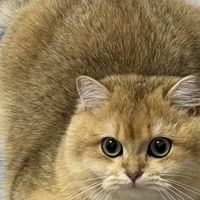 科学喂养守护猫咪健康