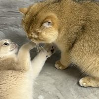 科学喂养守护猫咪健康