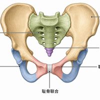 拿到盆底肌评估报告别急着练凯格尔:约20%-30%的产后问题是“紧”不是“松”