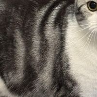 科学喂养守护猫咪健康