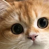 科学喂养：猫咪健康的关键