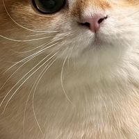 科学喂养猫咪的核心逻辑