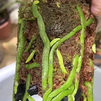处暑一过就手痒换盆？先看这3个信号再动手，别折腾刚熬过夏天的绿植