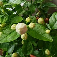 9.9包邮"满头花苞"的茉莉，开完一茬就死？多半不是你不会养
