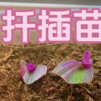 夏末秋初，正是扦插黄金期，这9种花，插根枝条就能活，1盆变10盆