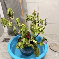 绣球蔫了先别急着浇水：秋老虎里先摸盆土，三种蔫法对应三种救法
