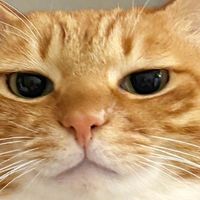 科学喂养猫咪的核心逻辑