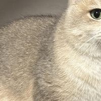 科学喂养猫咪的饮食管理