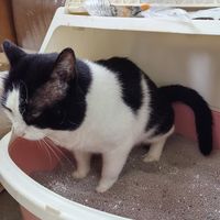 幼猫与老年猫适用不同猫砂