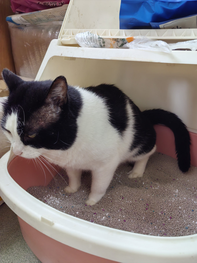 铂钻猫砂