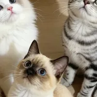 多猫家庭真正的难关不是铲屎，是分不清“哪坨是谁的”：电动猫砂盆这笔账，我替你算了一遍