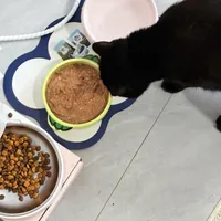 金故猫粮被曝“机油块”后正在换粮：猫不吃新粮别硬饿，绝食红线、四步过渡和选粮清单一次说清