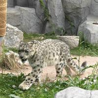 30元门票看猞猁“花园宝宝”：蹲不对时间，真的只能看它的屁股