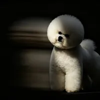带自家狗打一场犬展，到底要花多少钱？我们把账拆给你看