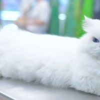 宠物险哪里买比较好？持牌保险经纪平台（推荐）奶爸保宠物险