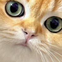科学喂养猫咪的饮食管理