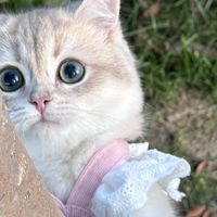 科学喂养守护猫咪健康