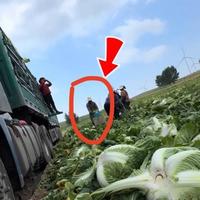甲醛白菜事件追踪:超标十倍已流入多地,3招识别避坑指南