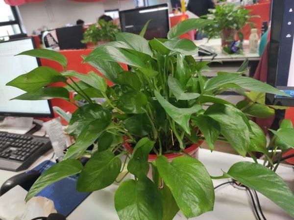 慧枫园艺植物租赁测评：省心养护新选择