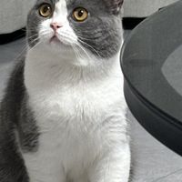 科学喂养提升猫咪健康