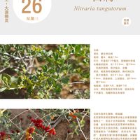 解锁天赋塬・阿拉善白绒山羊肉的天然奶香——白刺