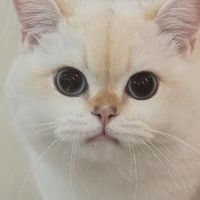 科学饮食管理守护猫咪健康