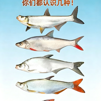 常见翘嘴鱼种图鉴📖钓鱼人分清不认错
钓友收藏!