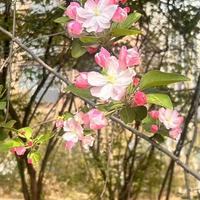 一碗酸梅汤，一缕夏日清风