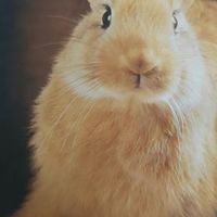 帕特兔肉猫粮：低敏高蛋白