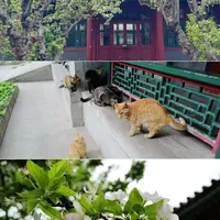 恭王府人山人海，隔壁郭沫若故居几乎没人：这个20元的院子，值得你留90分钟