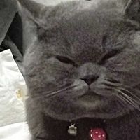 选猫粮需看配方辨需求避陷阱