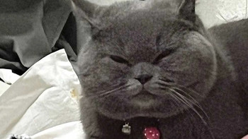 选猫粮需看配方辨需求避陷阱