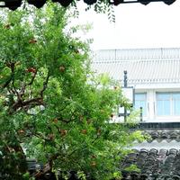 别只惦记红枫：从怡园石榴到天平山红叶，苏州园林的秋天是两个半月的接力