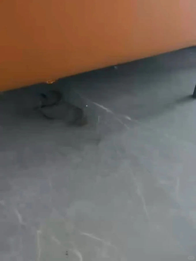 石头无线洗地机