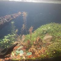 水草溶了半个夏天，先别急着翻缸：翻了几十条抢救帖，两派的方子直接打架，只有一步是一样的