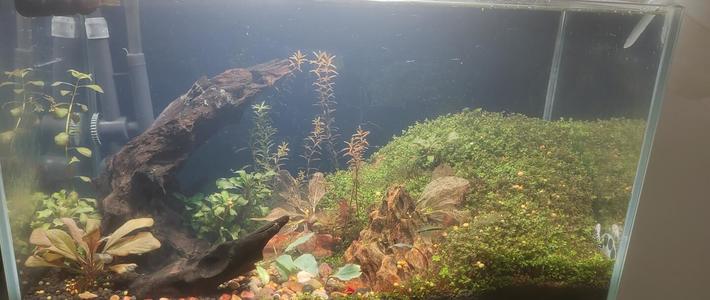 水草溶了半个夏天，先别急着翻缸：翻了几十条抢救帖，两派的方子直接打架，只有一步是一样的