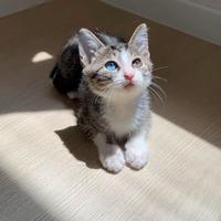 「逗流浪猫险失明」被家人转给我：把杭州、重庆两起真实病例对了一遍，喂猫人真正要防的不是猫毛，说清楚了