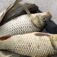 鲤鱼进入秋季摄食窗口，先换的不是竿：翻完这周的钩号帖和大物线组讨论，我把这笔消耗品账整理出来了