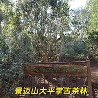 看完171条评论，我搞懂了普洱新手为什么总交学费：先喝标准答案，再做应用题
