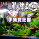低预算南美缸、高容错草缸 | 水族造景8.27日报